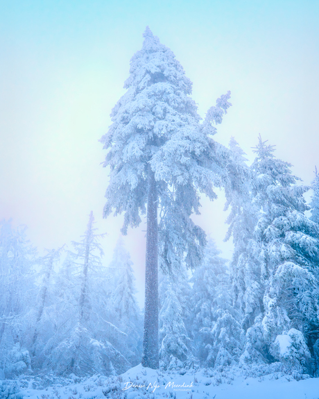 Winterwonderland in de Harz