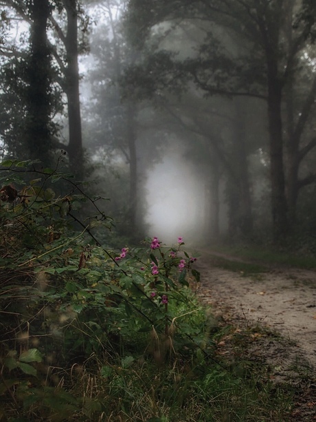 Mistige start van de dag.