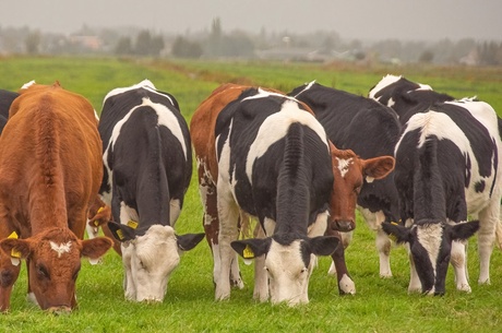 Genieten van de koeien
