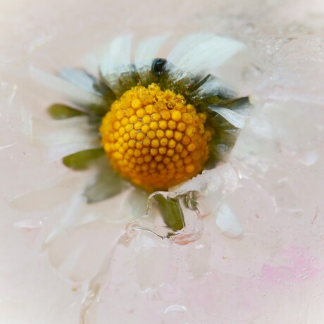 Ijsbloem