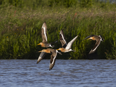 Grutto's in vlucht