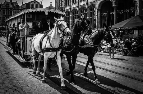 Paardentram in Gent