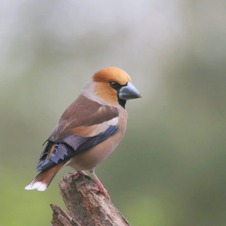 Appelvink