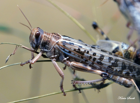 "Brrr maar fascinerend..."