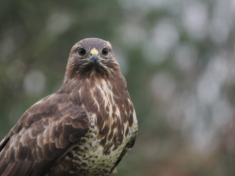 Buizerd