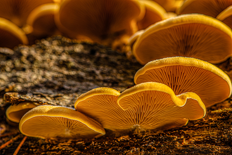 Paddenstoelen in het Spanderswoud.