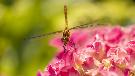 Bloedrode heidelibel