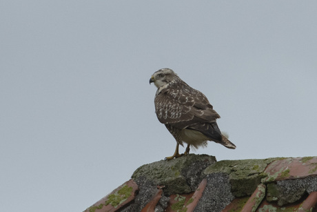 Buizerd