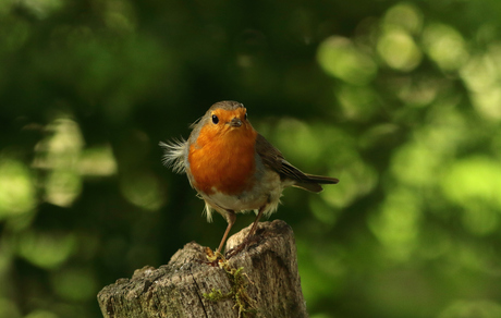De roodborst