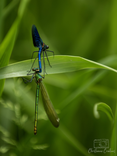 Privacy, alstublieft! Het is date night in het riet.