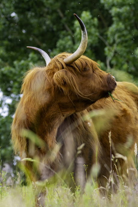 schotse hooglander