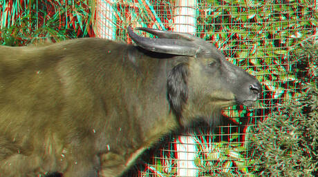 Bosbuffel  Blijdorp Zoo Rotterdam  2026 3D anaglyph stereo Fuji-W3