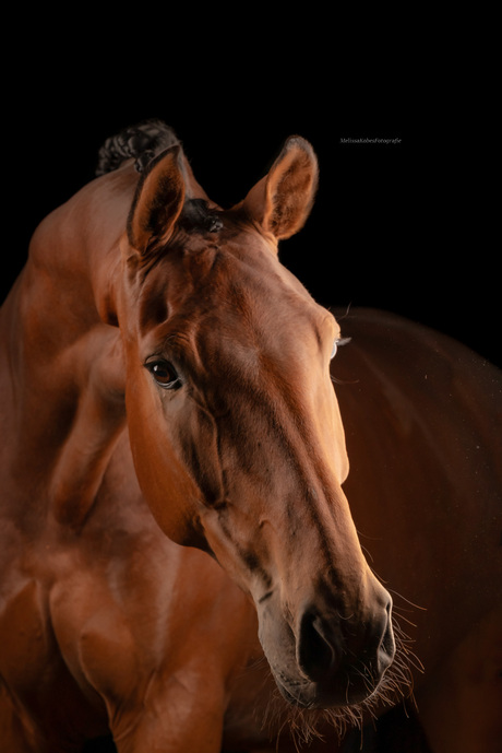 StudioFotografie