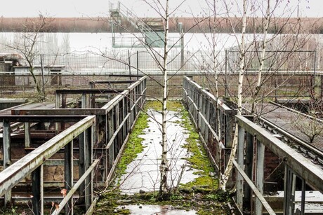 Berken, groeiend op lucht (brug)