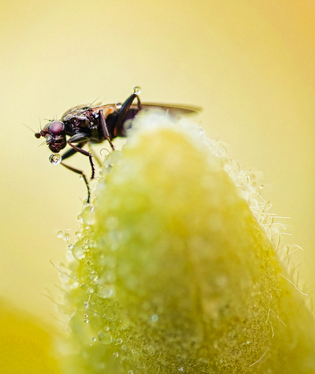 Alsof het niet nat genoeg is 