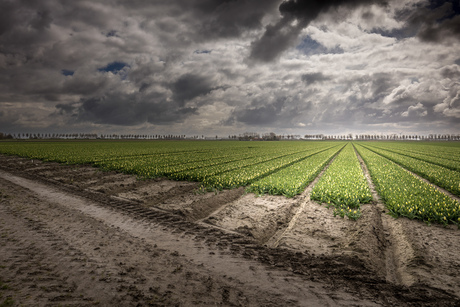 Tulpenveld
