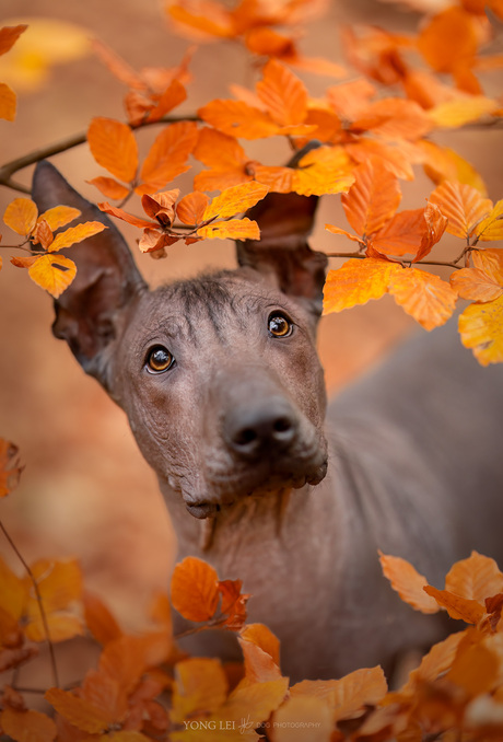 Puppy Jinx