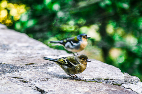 Birds of Madeira