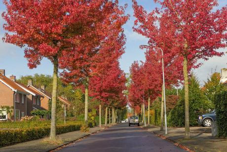 Herfst