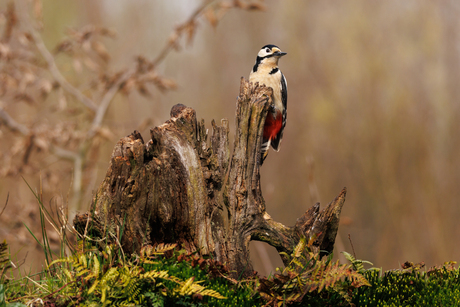 Grote bonte specht die poseert