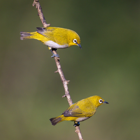 Indische brilvogel