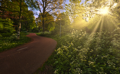 Fluitekruid in de zon