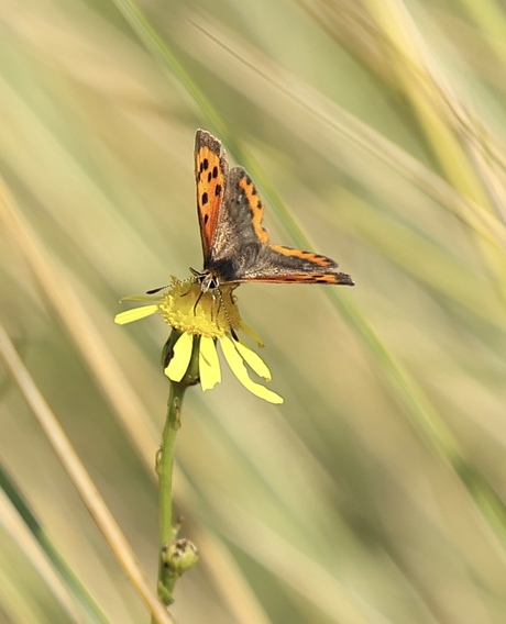 Kleine Vuurvlinder