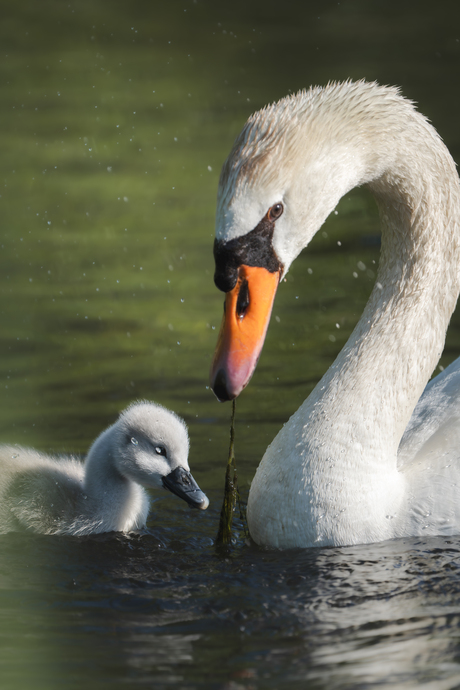 Motherlove