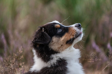 australische herders puppy in de heide