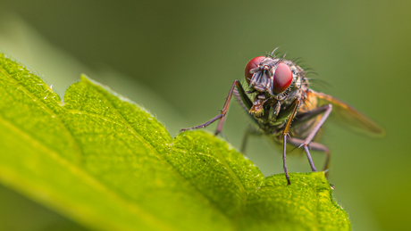 Macro opdracht 2