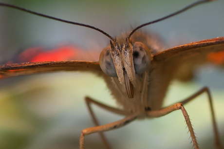 Detail vlinderkop