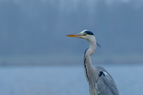 Blauwe reiger