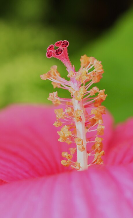 Reuzen hibiscus