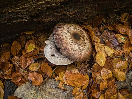 Schubbige boschampignon