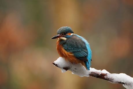 IJsvogel doet zijn naam eer aan