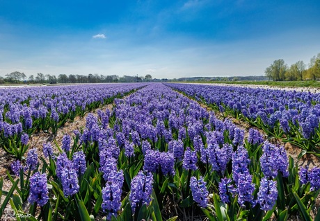Blauwe lijnen