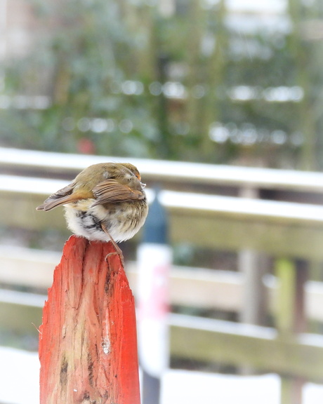 Diep weggedoken in zijn verenpak