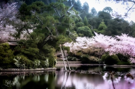 Sakura dream