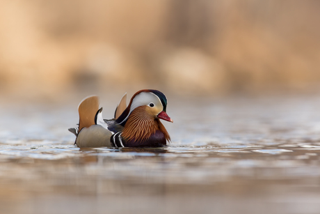 Ducky Duck