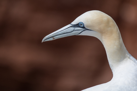 Helgoland