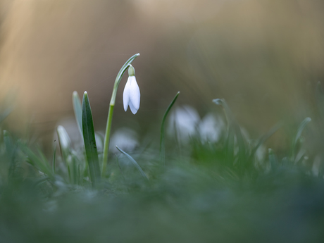 Sneeuwklokje 25-01-2026