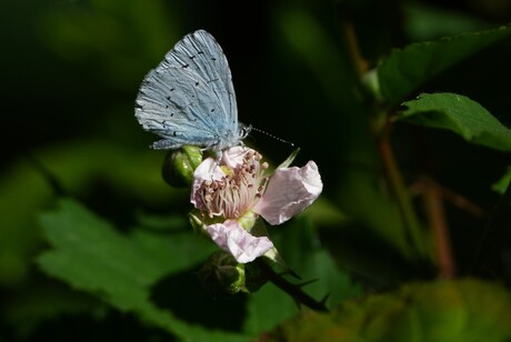 Blue butterfly