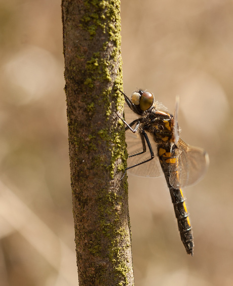 Noordse witsnuitlibel.