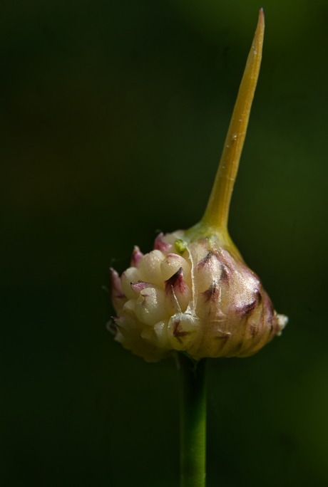 Bulb of secrets