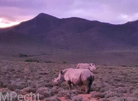 Neushoorn in Zuid-Afrika 