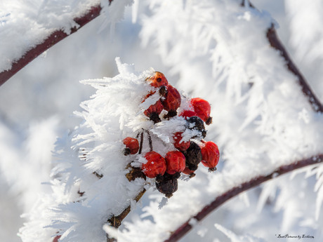 Bessen met rijp