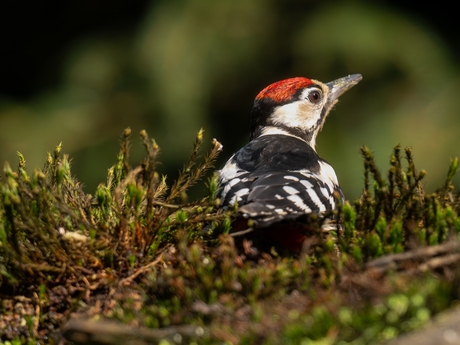 als alles even mee zit