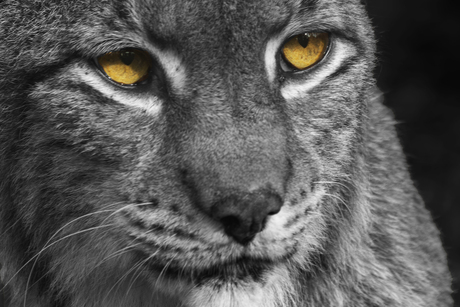 Lynx in frontaanzicht