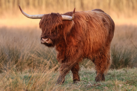 Schotse hooglander 😍