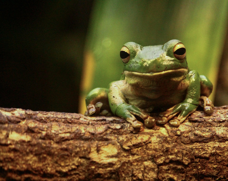 Boomkikker